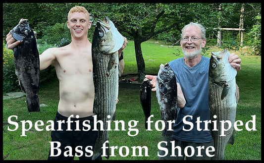 Spearfishing for Striped Bass from Shore in New England, specifically Rhode Island
